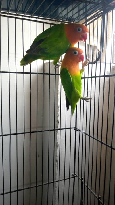 Green Opaline Pair – Ready for Breeding!