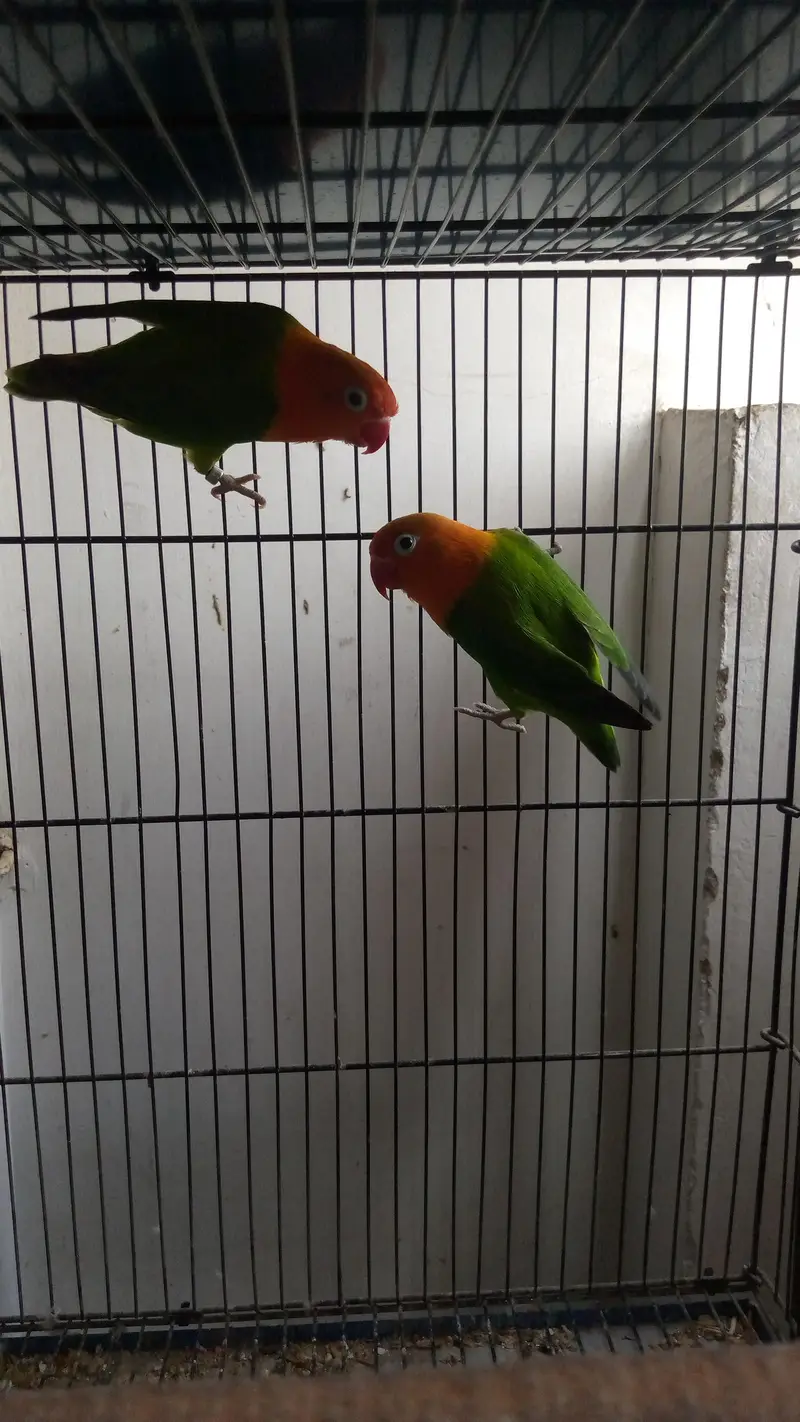 Green Opaline Pair – Ready for Breeding! — photo 2