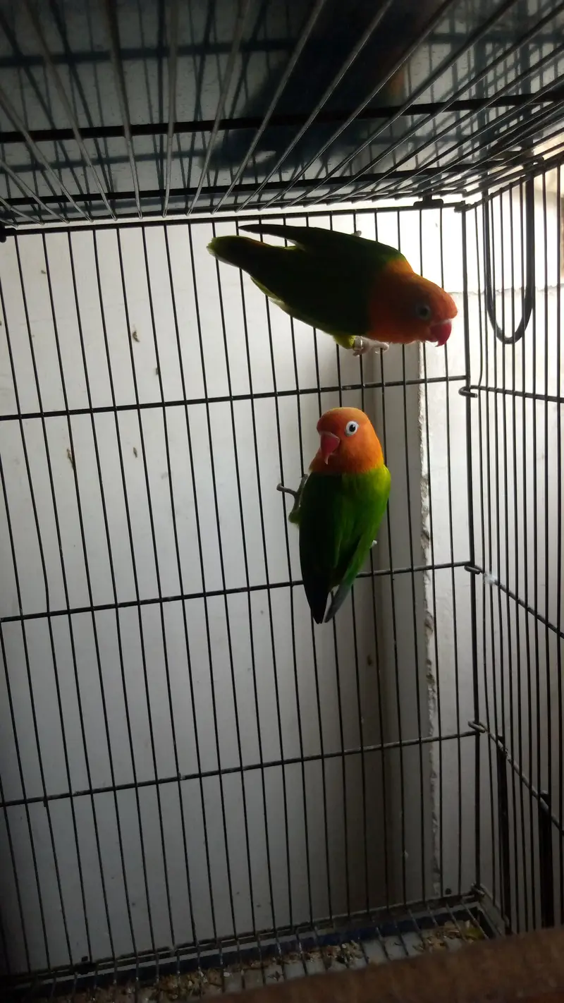 Green Opaline Pair – Ready for Breeding! — photo 3