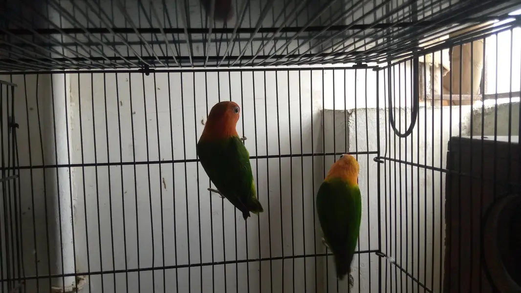 Green Opaline Pair – Ready for Breeding! — photo 4