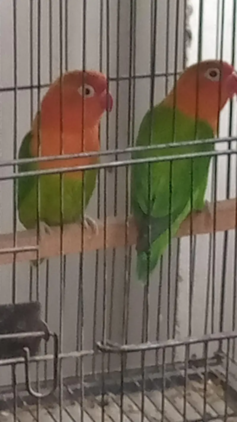 Green Opaline Pair – Ready for Breeding! — photo 5