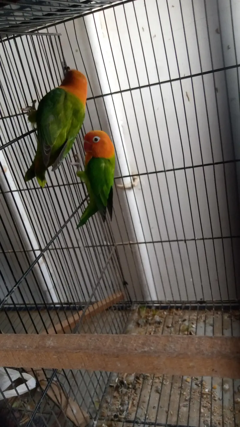 Green Opaline Pair – Ready for Breeding! — photo 6