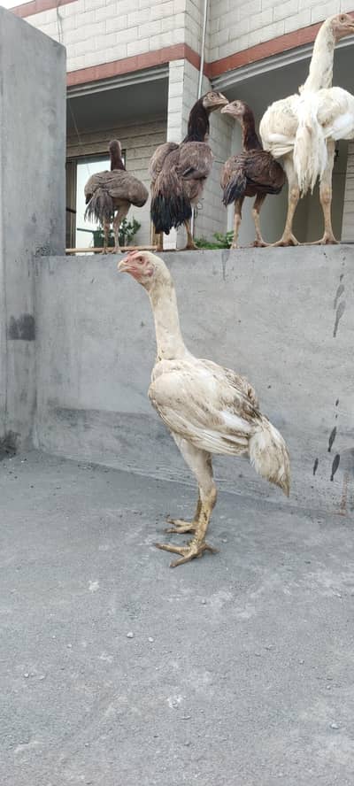 Aseel king o shamo white apper