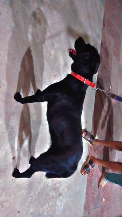 British Labrador female