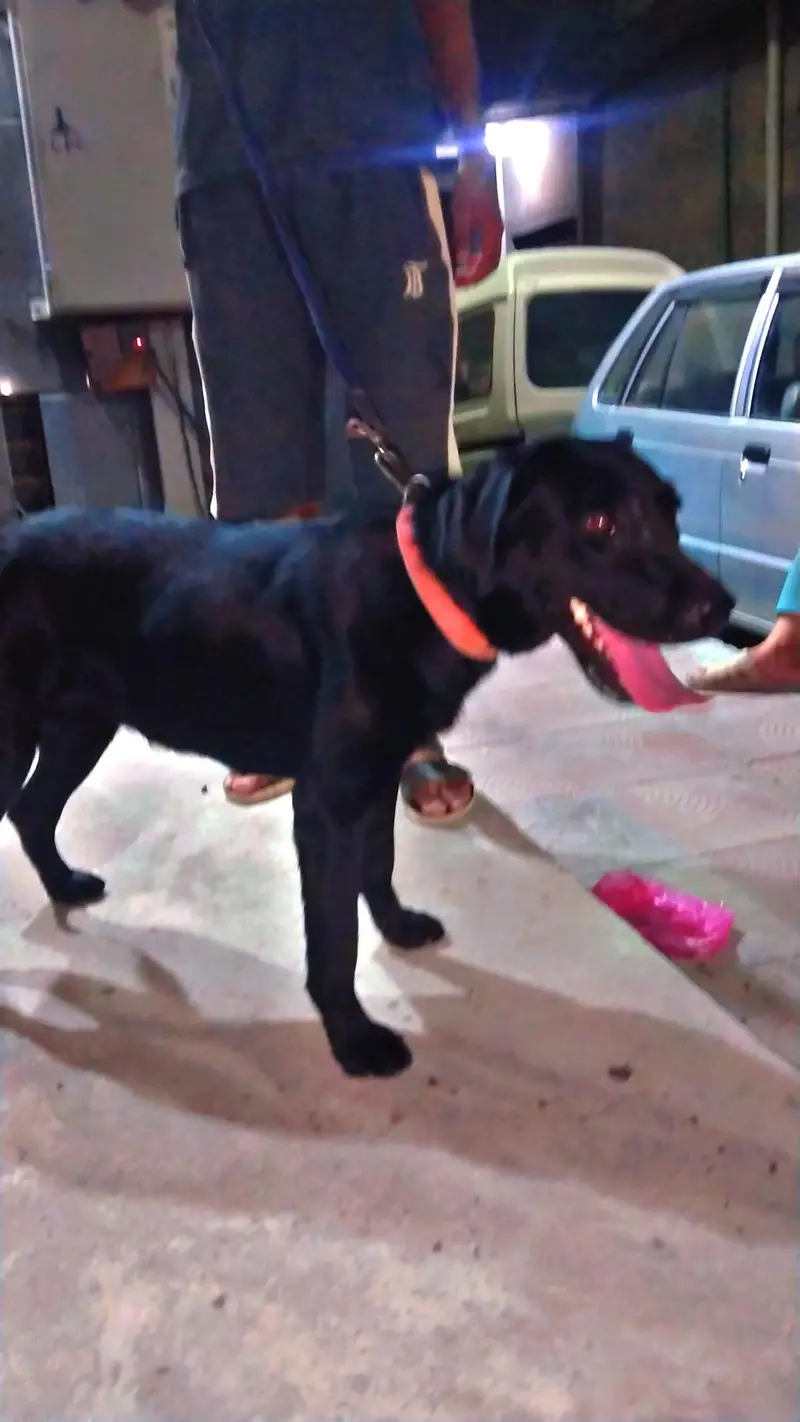 British Labrador female — photo 2