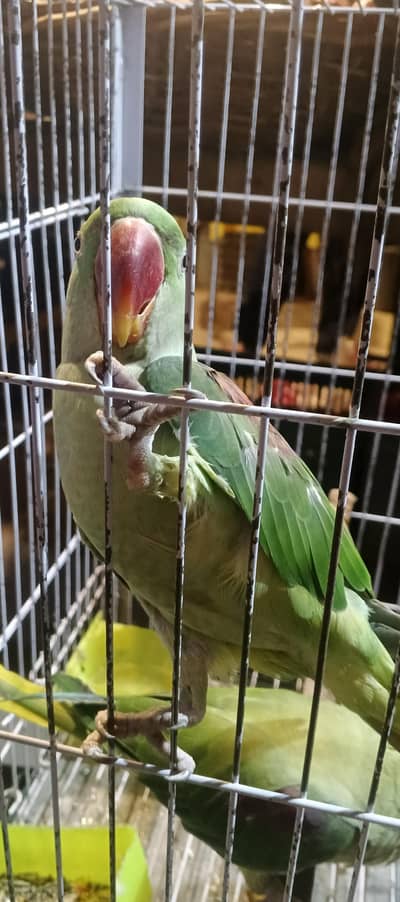 14 month young jumbo size kashmiri Raw parrot for sale with Cage