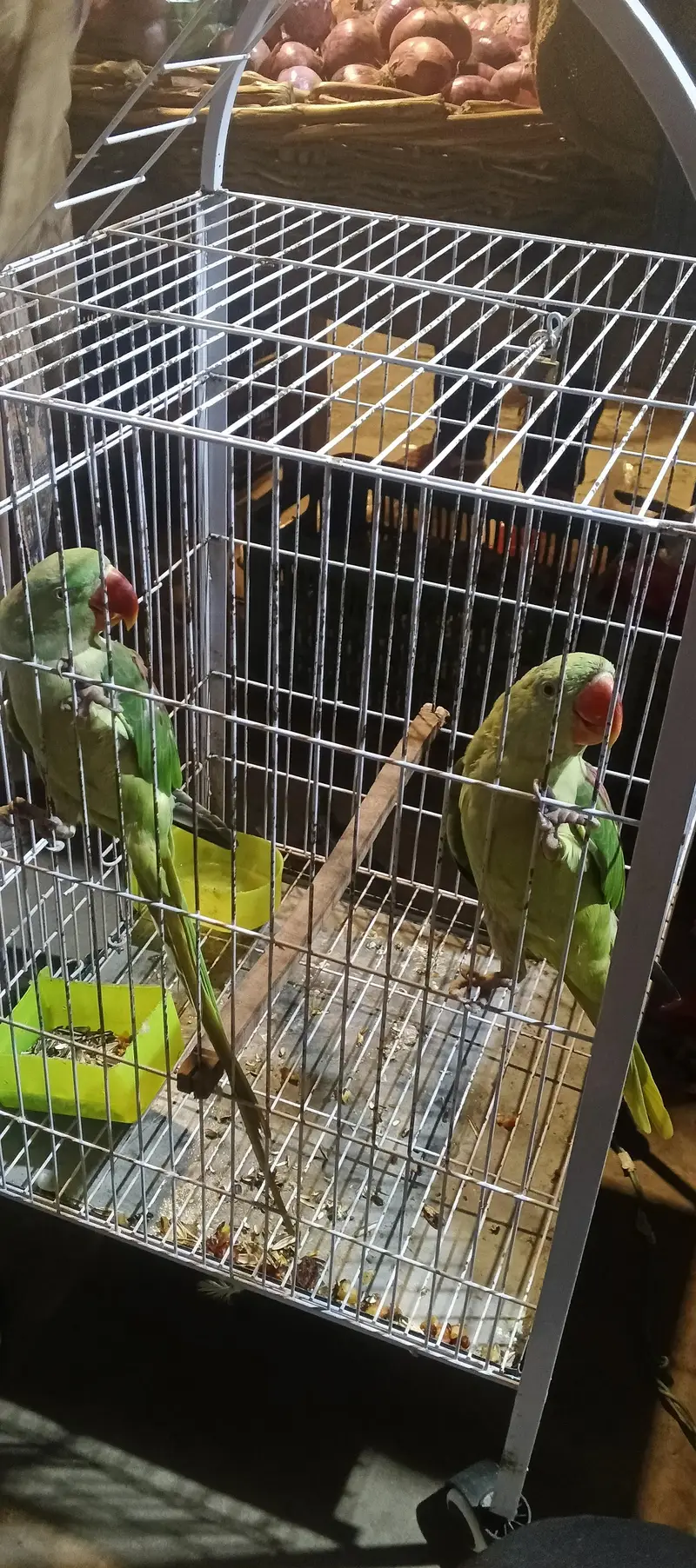 14 month young jumbo size kashmiri Raw parrot for sale with Cage — photo 2