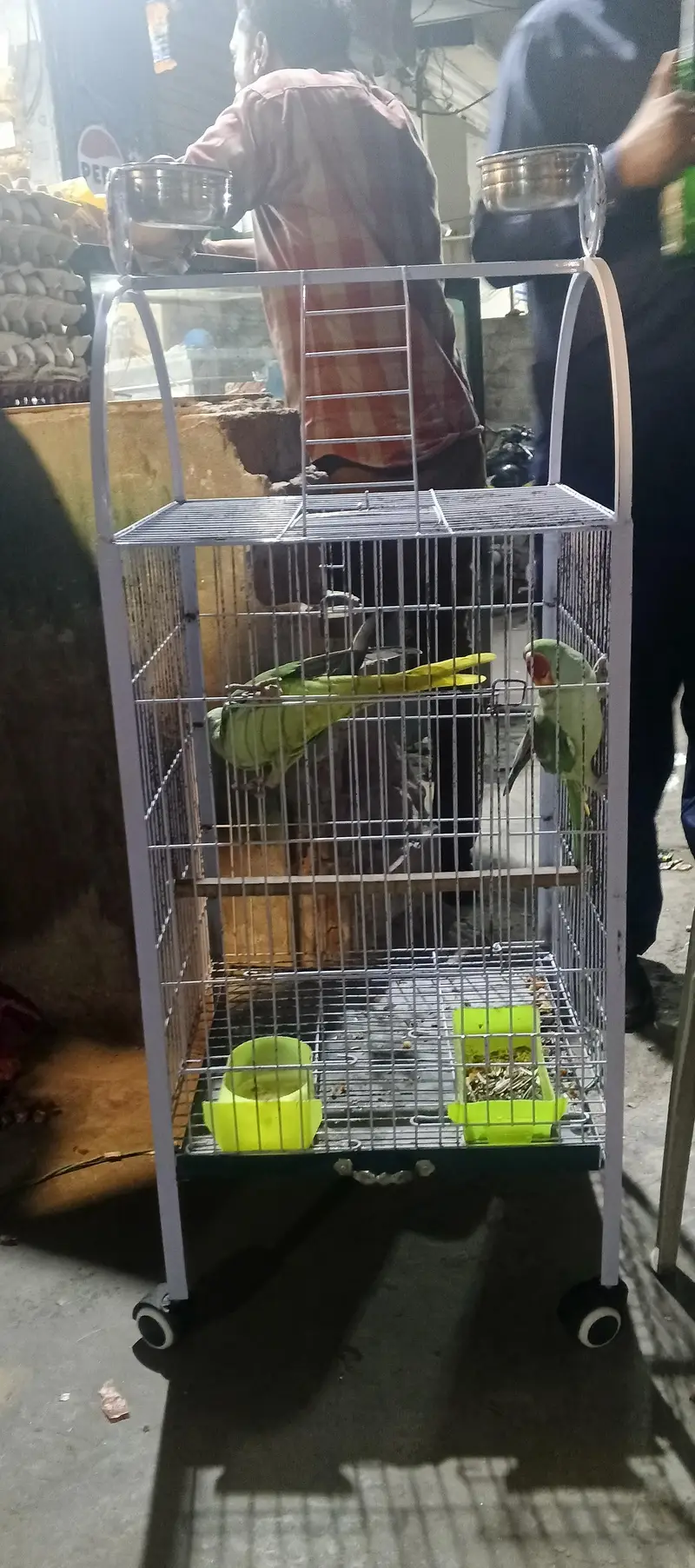 14 month young jumbo size kashmiri Raw parrot for sale with Cage — photo 3