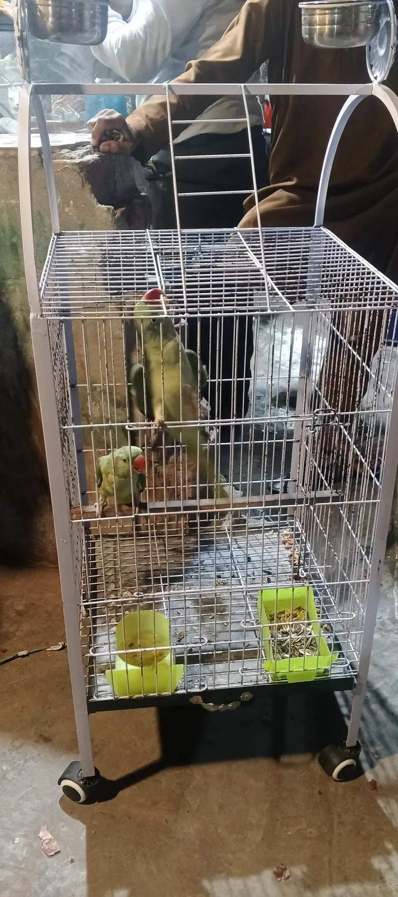 14 month young jumbo size kashmiri Raw parrot for sale with Cage — photo 4