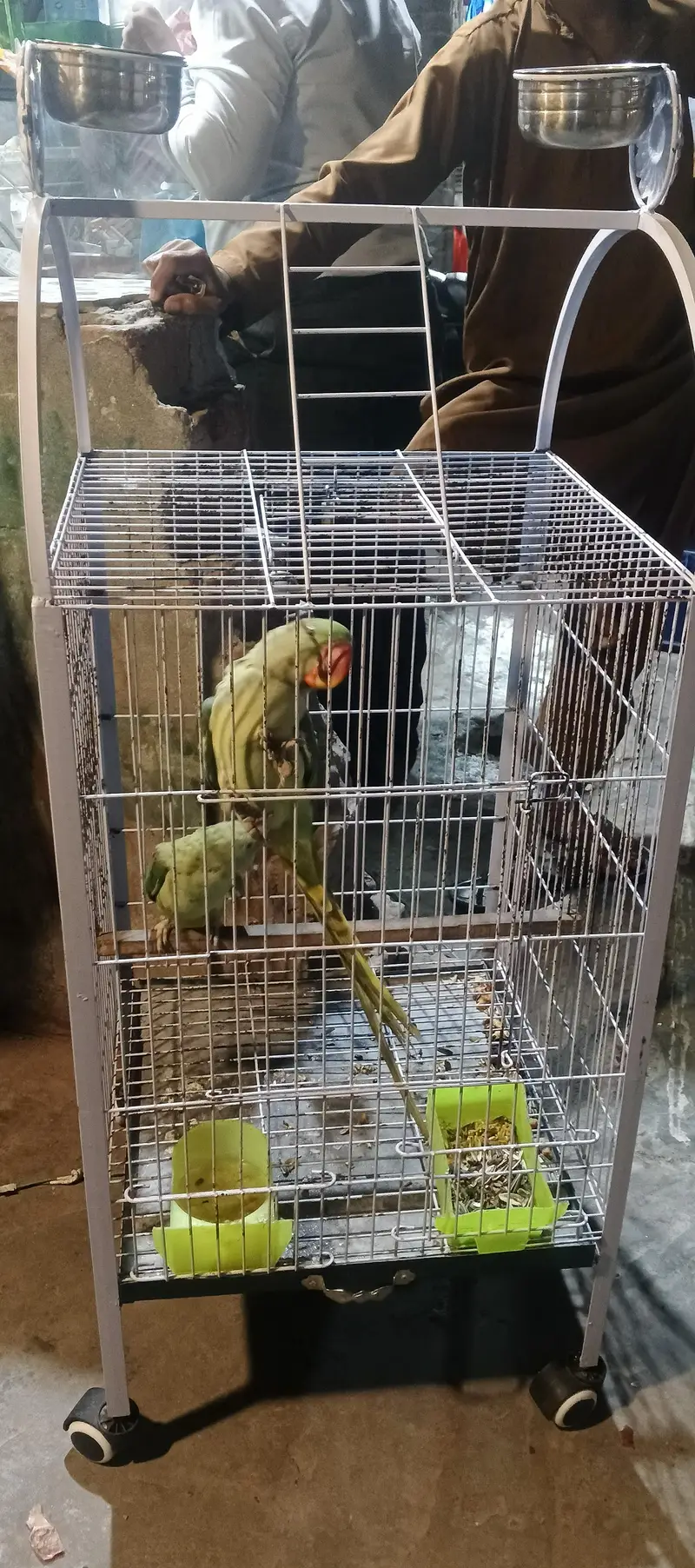 14 month young jumbo size kashmiri Raw parrot for sale with Cage — photo 5