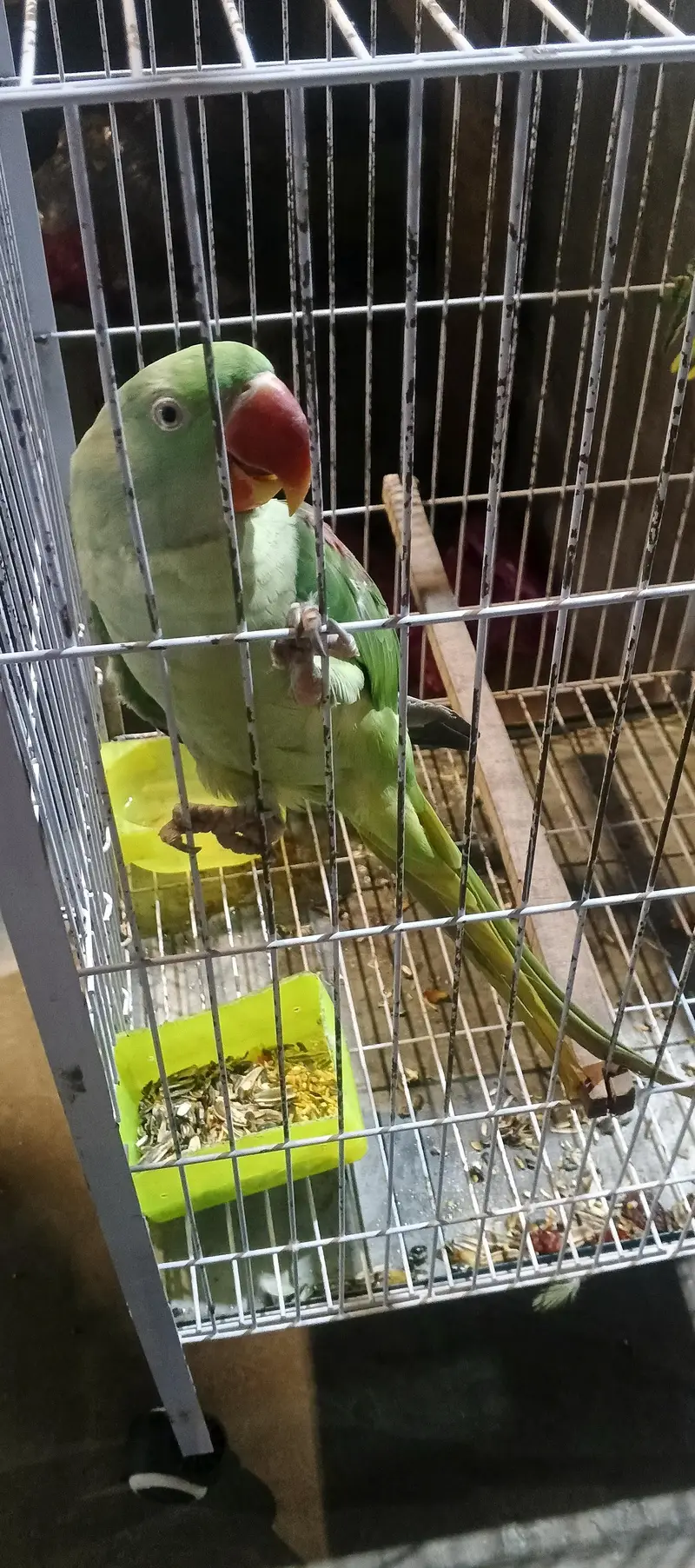 14 month young jumbo size kashmiri Raw parrot for sale with Cage — photo 6