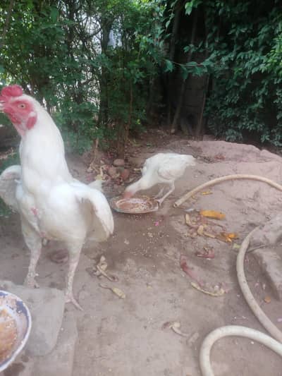 paper white heera pair mianwali with 7 eggs