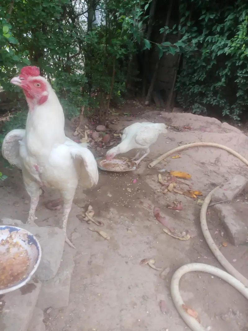 paper white heera pair mianwali with 7 eggs — photo 2