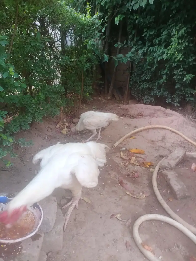 paper white heera pair mianwali with 7 eggs — photo 3