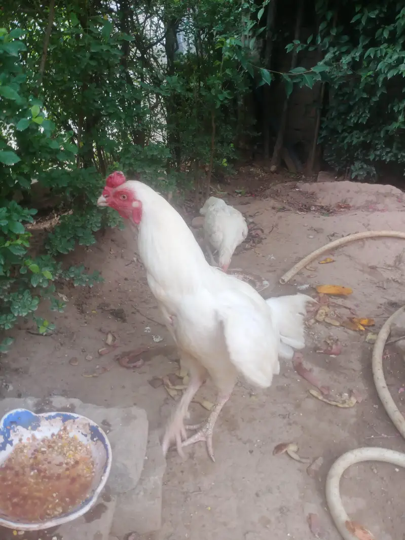 paper white heera pair mianwali with 7 eggs — photo 4