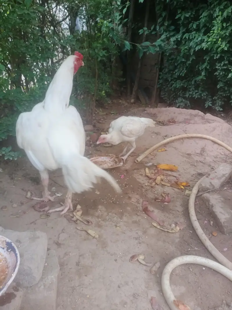 paper white heera pair mianwali with 7 eggs — photo 5