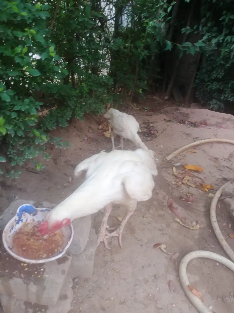 paper white heera pair mianwali with 7 eggs — photo 6