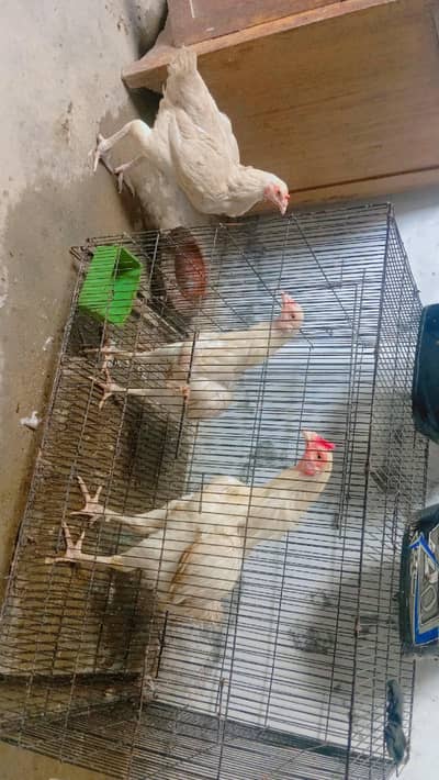 paper white lasani aseel or shamoo chicks