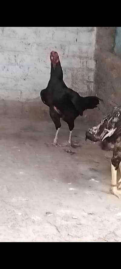 Asheel murga
