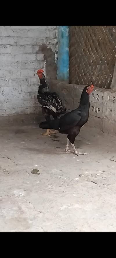 Asheel murga