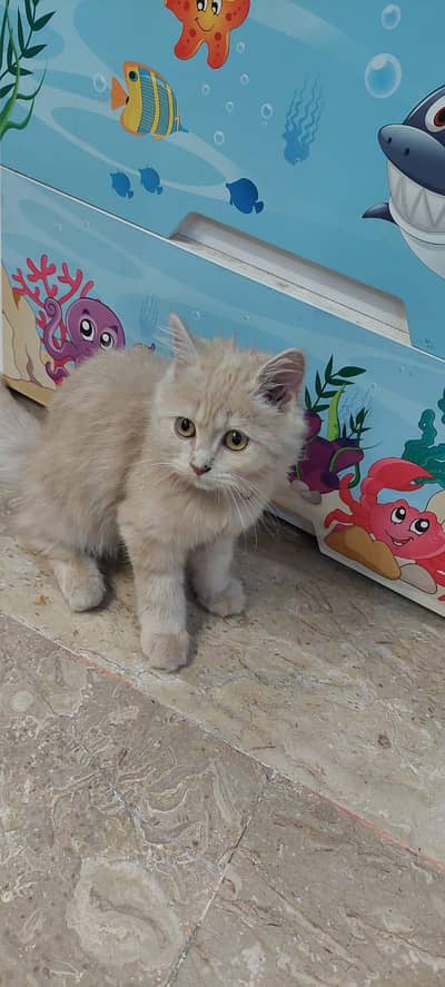Persian Cat vaccinated