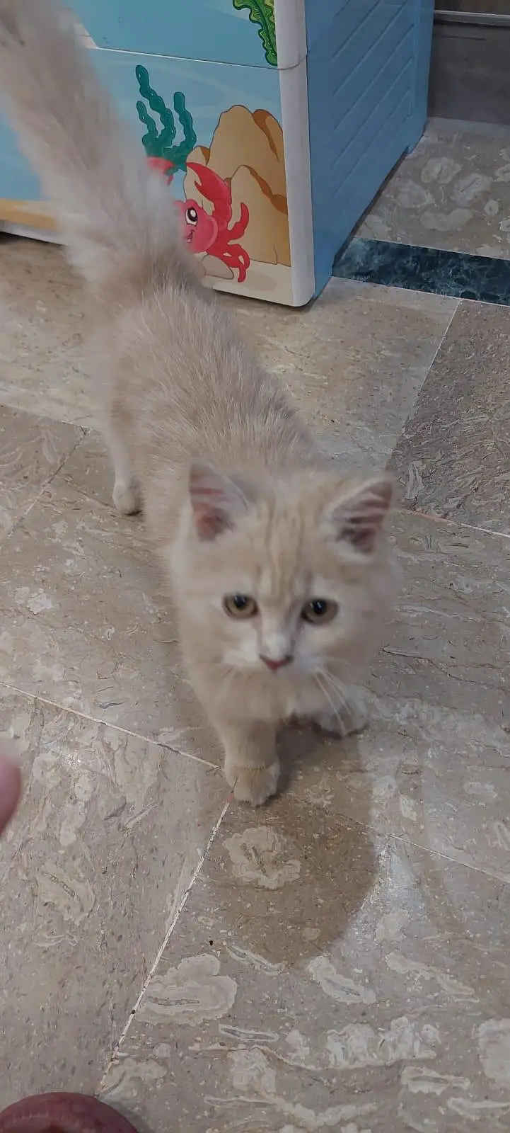 Persian Cat vaccinated — photo 2