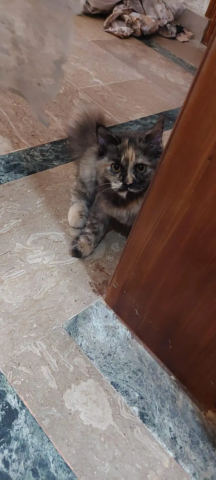 Persian Cat vaccinated — photo 3
