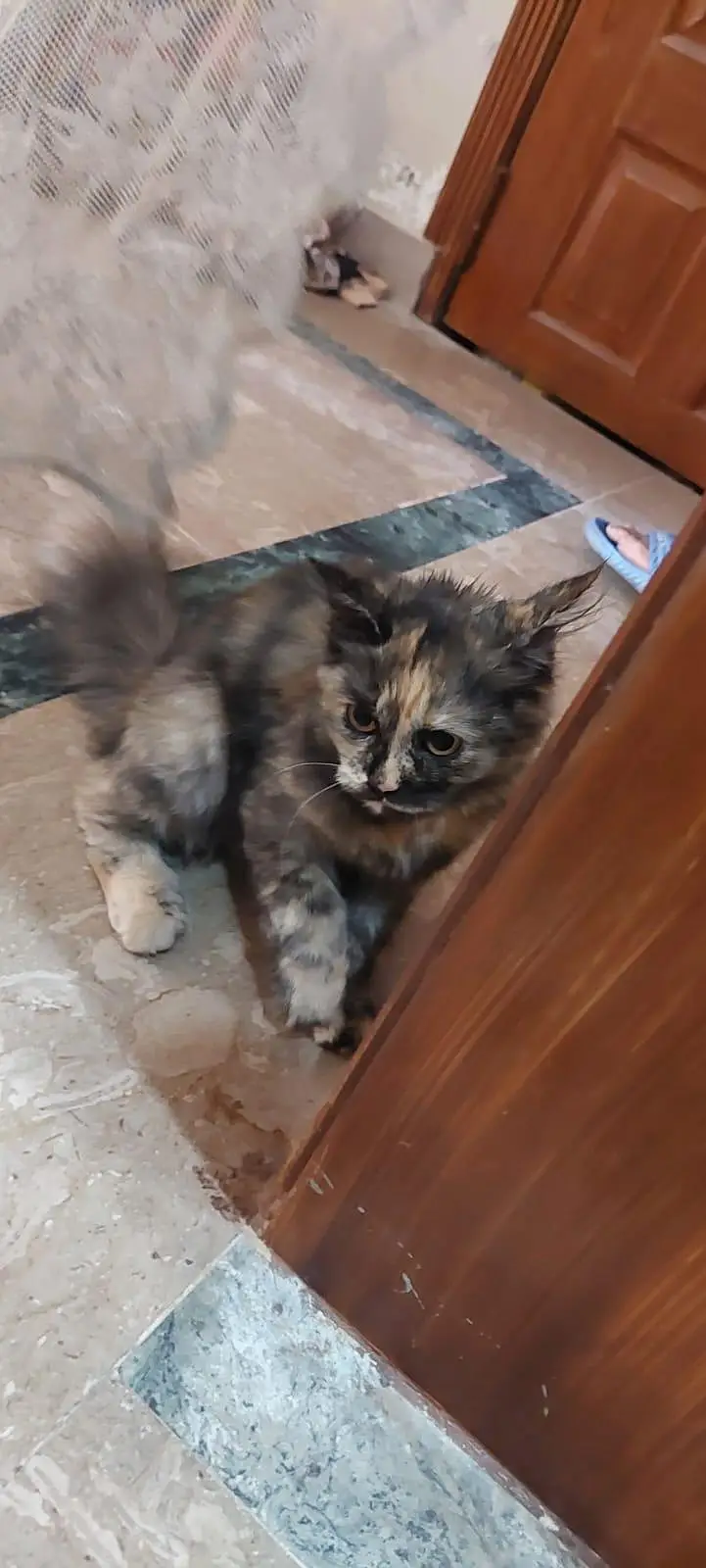 Persian Cat vaccinated — photo 4