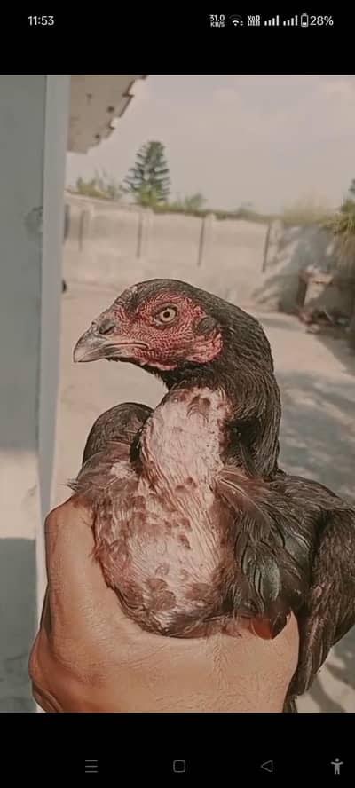 mushki lasani female for sale demand 7000