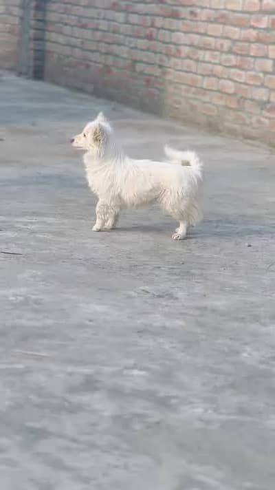 pure white puppy