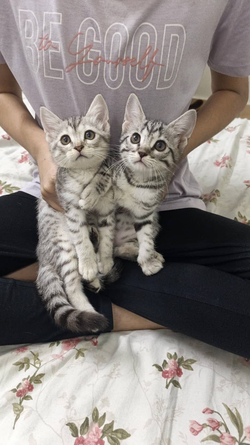 Cat's (pair) 2
