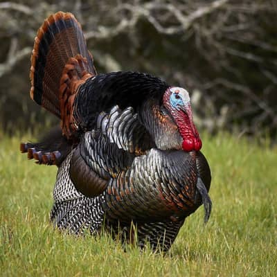 Black Breeder turkey pair available