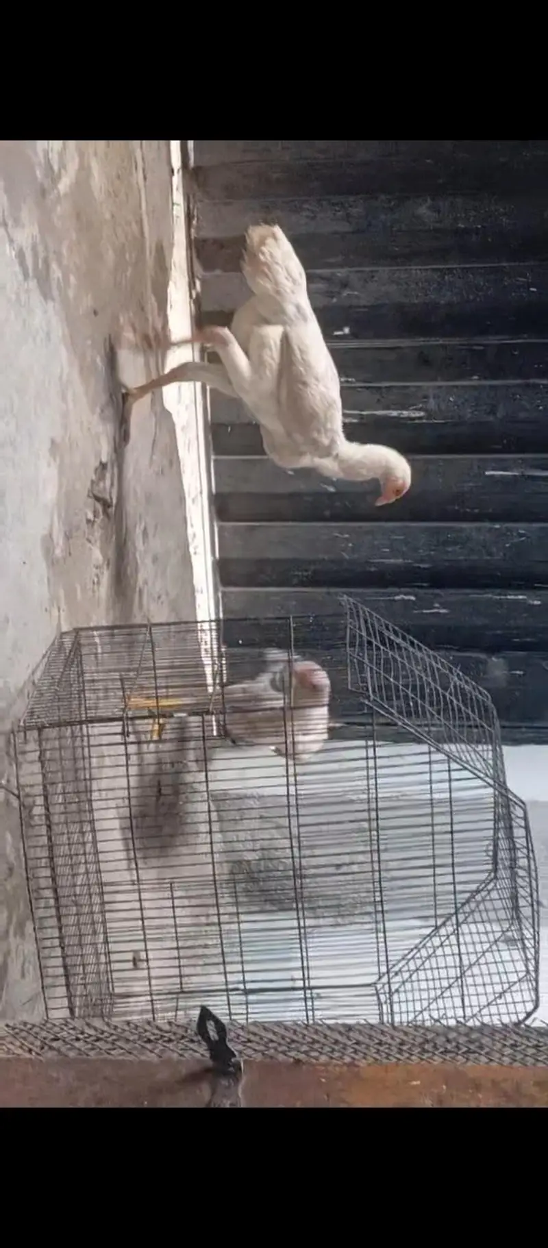 paper white lasani aseel or shamoo chicks — photo 2