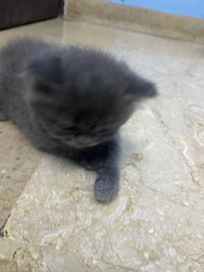 Persian heavy kittens |Grey|  White |Brown | DOLL FACE | PUNCH FACE