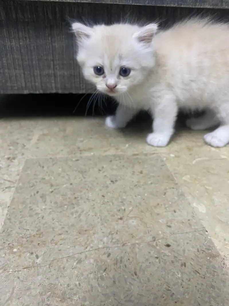 Persian heavy kittens |Grey|  White |Brown | DOLL FACE | PUNCH FACE — photo 2