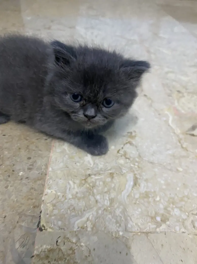 Persian heavy kittens |Grey|  White |Brown | DOLL FACE | PUNCH FACE — photo 3