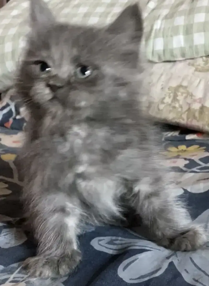 Persian heavy kittens |Grey|  White |Brown | DOLL FACE | PUNCH FACE — photo 4