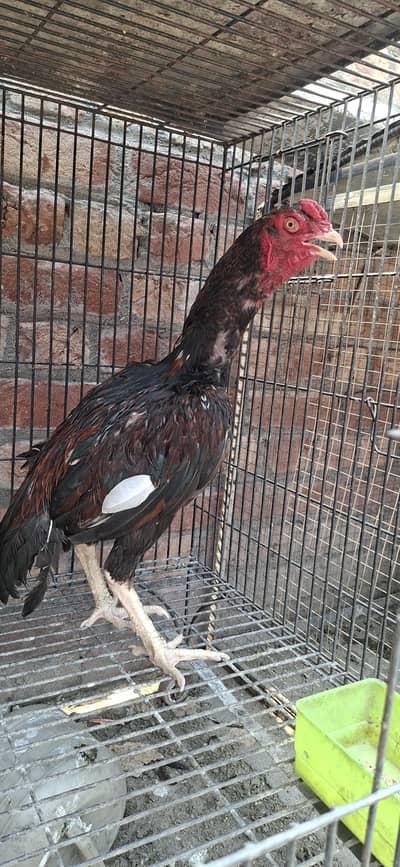 2 Male 2 female