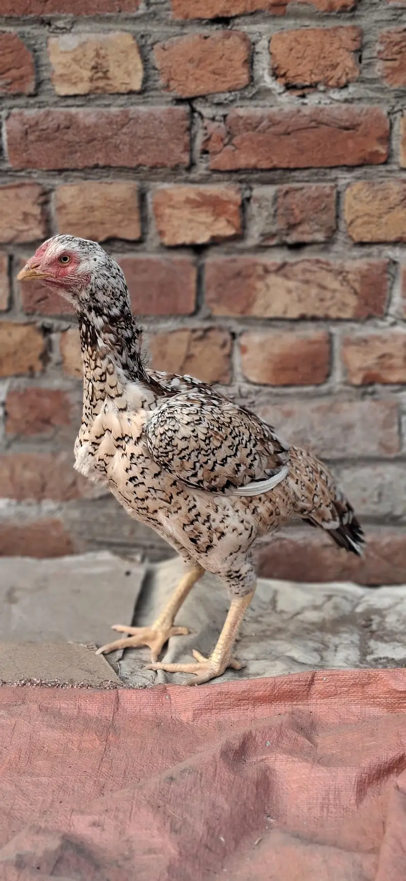2 Male 2 female — photo 2