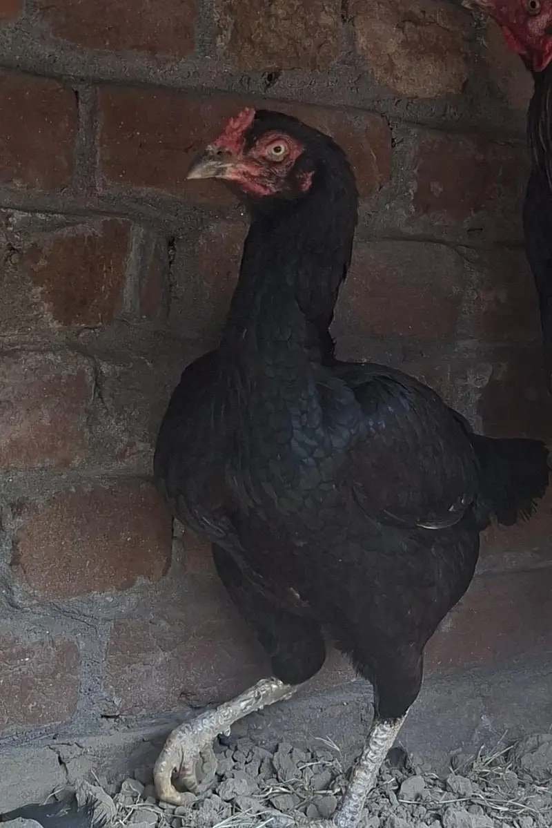 2 Male 2 female — photo 3
