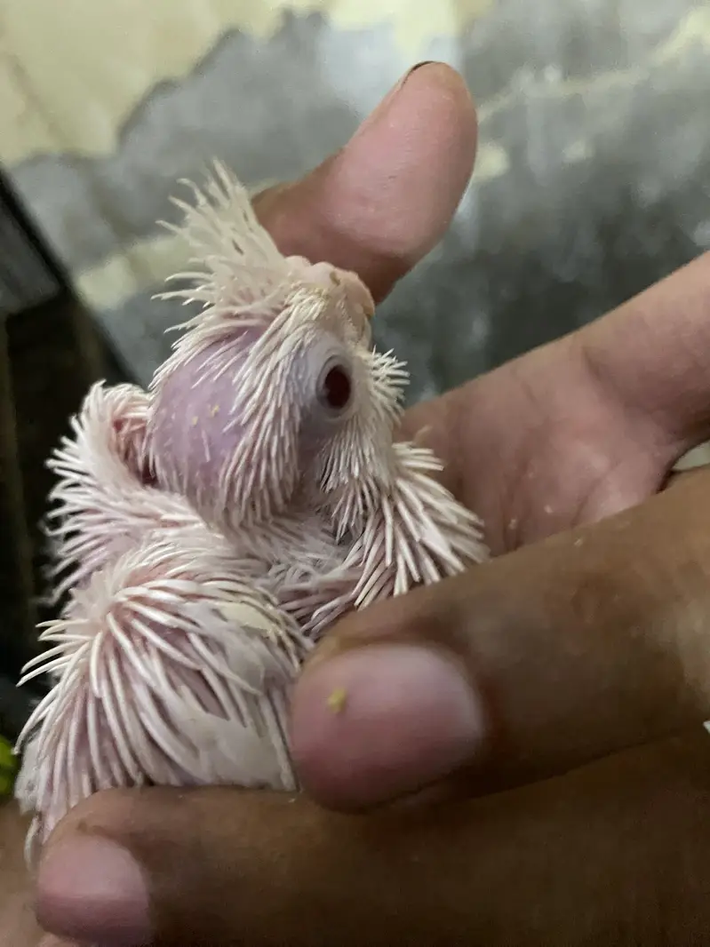Eno red eyes paper white cocktail chicks — photo 4