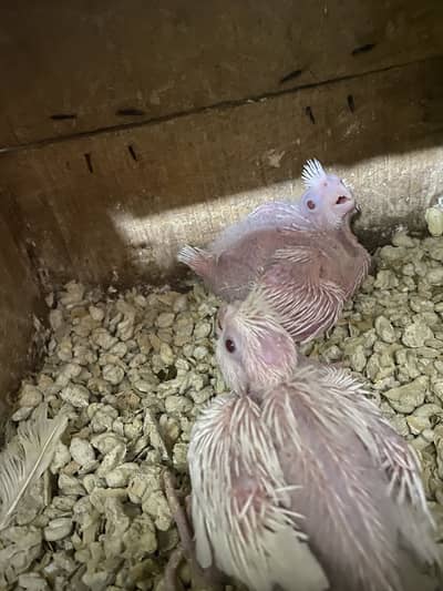 Eno red eyes paper white cocktail chicks