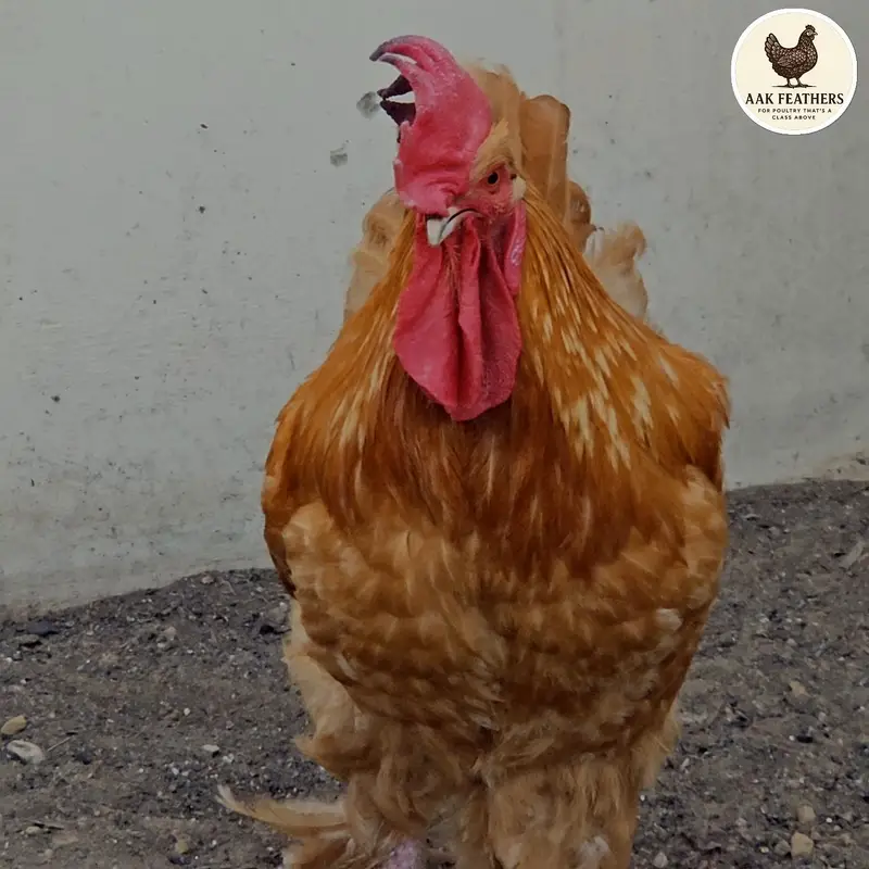 golden buff trio — photo 2