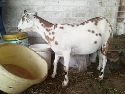 Teddy goat pregnant