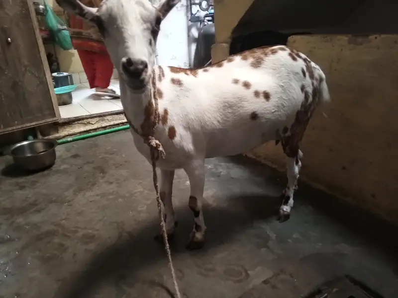 Teddy goat pregnant — photo 2