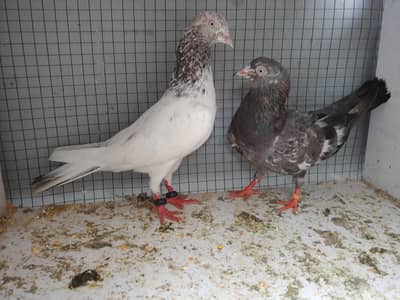 kabli pair for sale.
