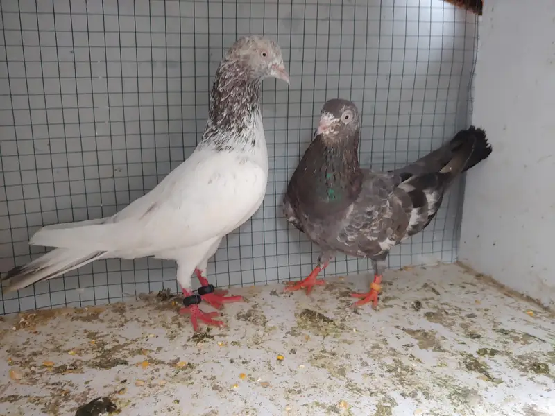 kabli pair for sale. — photo 2