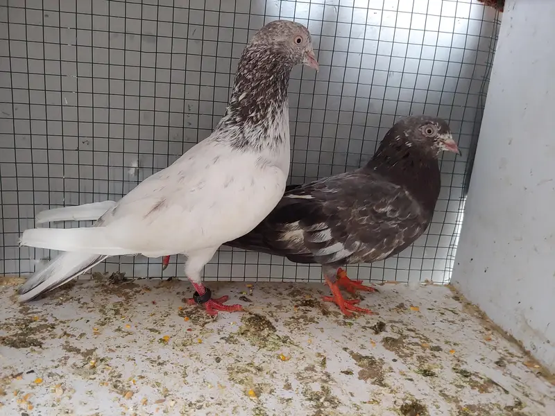 kabli pair for sale. — photo 3