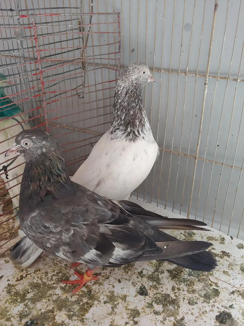 kabli pair for sale. — photo 4