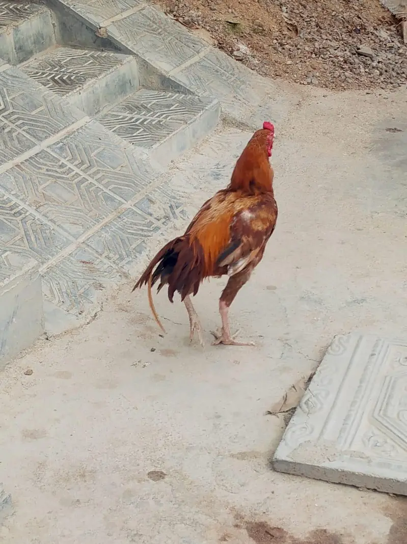2 female and 1 male for sale — photo 2